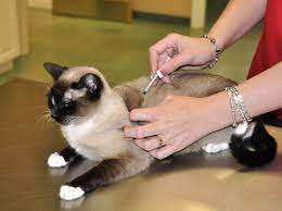 Maybe you would like to learn more about one of these? City Of Chicago Low Cost Pet Vaccine Clinic Dates