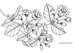 Check spelling or type a new query. Jasmine Flower Stock Illustrations 5 904 Jasmine Flower Stock Illustrations Vectors Clipart Dreamstime
