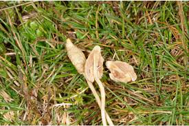 Image result for Conocybe lactea