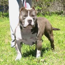If you are looking for bully puppies for sale, we have the highest quality xl puppies with size, mass, head, and the temperament to fit nicely into any home and lifestyle. Xl Pitbull Puppies For Sale In Illinois