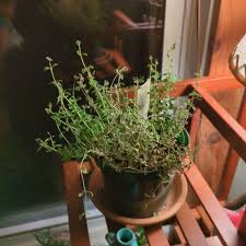 Image result for Croton polytrichus