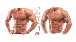 — one of the two organs of breathing in the chest of a person and animals; Study Muscles And Anatomy Of Male Upper Body 1 By Playzgamer On Deviantart