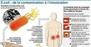 Escherichia coli is one of the most frequent causes of many common bacterial infections, including cholecystitis, bacteremia, cholangitis, urinary tract infection (uti), and traveler's diarrhea. Bacterie E Coli La Propagation S Est Stabilisee Le Point