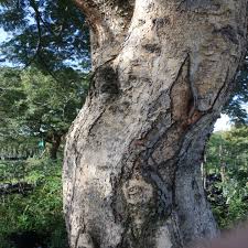 Image result for Acacia polyacantha