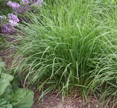 Maybe you would like to learn more about one of these? Feather Reed Grass Calamagrostis X Acutiflora Karl Foerster Wisconsin Horticulture