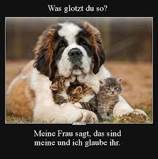 Was Glotzt Du So Meine Frau Sagt Das Sind Meine Und Ich Lustige Bilder Spruche Witze Echt Lustig Hund Witze Lustige Tiere Witzige Tierbilder