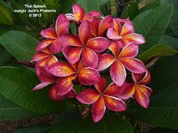 Pin On Plumeria Wish List