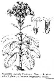 Image result for Kalanchoe crenata