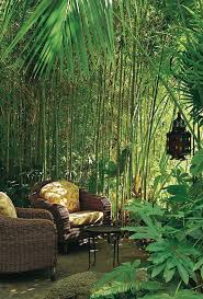 California Dream Amenagement Jardin Jardin Tropical Bambous Jardin