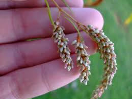 Image result for Persicaria lapathifolia