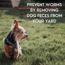 15 Causes Of Mucus In A Dog S Stool Pethelpful