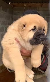 Fordogtrainers produces and offers dog item for professional dog training and for ordinary dog owners. Alabai Dog Lovers Home Facebook