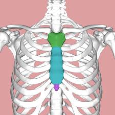 Muscle diagram german text male body. Sternum Wikipedia