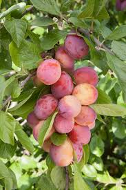 Many of our dwarf fruit trees were bred by the zaiger family in the usa, one of the world's largest commercial fruit breeders. Fruit Trees The Five Easiest To Grow The English Garden