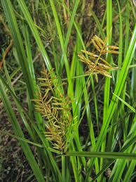 Image result for Cyperus esculentus