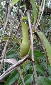 Nepenthes is known as the monkey cups by the locals. What We Called This In English We Called It Periuk Kera In Malay Fruit
