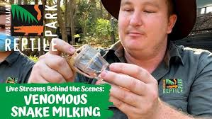 VENOMOUS SNAKE MILKING (LIVE FOOTAGE)
