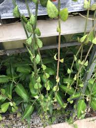 Image result for Ceropegia simplex