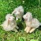 Sheep Ornament Needle Felting event image