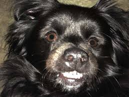 The vaccinations we recommend will prevent diseases. Garrettsville Pet Dentists Dog Teeth Cleaning