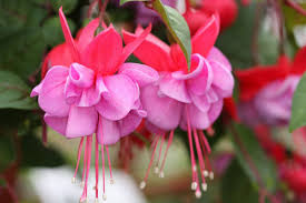 Growing Fuchsia Plant How To Grow Fuchsia In A Pot Fuchsia Care