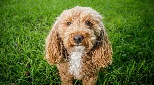 The bich poo, or bichon poodle mix, combines a bichon frise with a toy poodle. Bichon Frise Poodle Mix Bichpoo Breed Info Facts Puppy Costs More