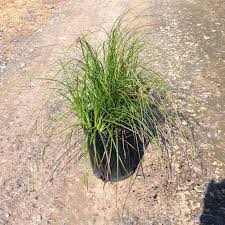 Image result for Carex spicato-paniculata