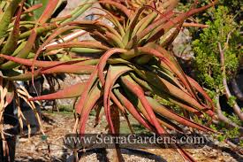 Image result for Aloe spicata