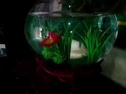Kadar ph yang baik untuk ikan hias congo tetra adalah 6 samapi 7,5. Aquarium Mini Terkeren Untuk Ikan Hias Aquarium Bulat Youtube
