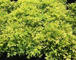 Image result for Salacia kraussii