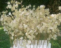 Items Similar To Honesty Money Plant Excellent For Dried Arrangements Seeds Dried Coins 10 Seeds On Etsy Plants Money Plant Dollar Plant