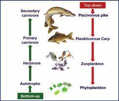 What is a trophic cascade example. Https Www Ias Ac In Article Fulltext Reso 023 11 1205 1213