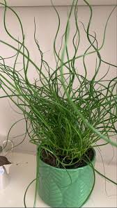 Image result for Juncus