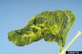 Serangga ini memiliki tipe alat mulut penusuk penghisap dan menghisap cairan (plant sap) daun. Penyakit Mosaik Kuning Pada Kacang Panjang Justmaulz