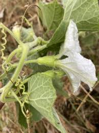 Image result for Lagenaria abyssinica