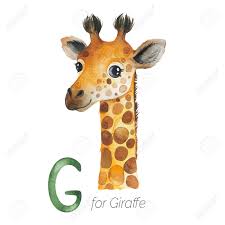 Giraffe drawing giraffe art cute giraffe baby giraffes giraffe pictures funny animal pictures animals and pets baby animals cute animals. Watercolor Animals Alphabet Learn Letters With Funny Animals Stock Photo Picture And Royalty Free Image Image 136111686