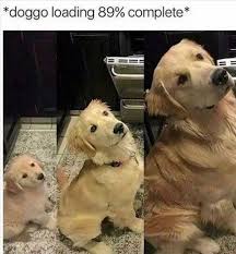 Top 26 Funny Pet Memes With Captions Animal Memes Clean Funny Animal Memes Funny Animals Plus hilarious memes from the web! animal memes clean