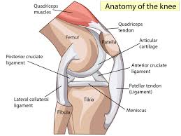 Conservative treatment — such as rest, ice and medication — is sometimes enough to relieve the pain of a torn meniscus and give the injury time to heal on its own. How To Heal A Torn Meniscus Naturally Evercore Move With A Strong Healthy Body