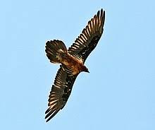 Im flugbild fallen die langen und spitzen flügel auf, sowie der lange schwanz, der ab der mitte spitz zuläuft. Bartgeier Wikipedia