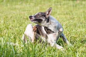 Image result for scabies dogs detail