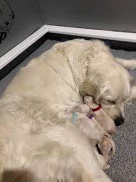 English golden retriever puppies utah. Shop Utah English Cream Golden Retrievers