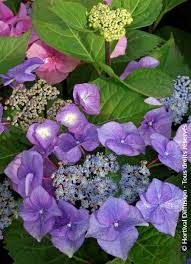 Image result for Ozoroa macrophylla