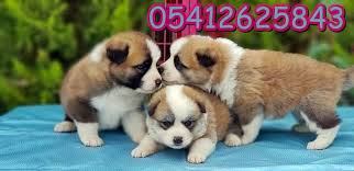 Akita Inu Yavru Ilanlari Akita Japonca