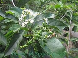 Image result for Ehretia cymosa