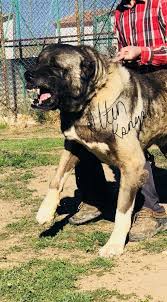 Acil Satilik Kangal Yavrusu