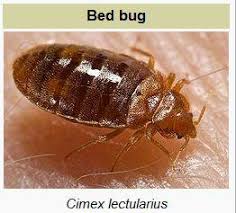 Bed bugs are fierce predators adept at hiding, yet responsible for potential health hazards ranging from allergic symptoms to skin rashes. Bed Bugs Spray Green 100 Now Available In Malaysia For Rm29 90 Bottle Home Facebook