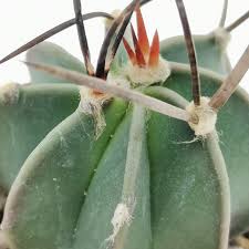 Image result for Biophytum crassipes