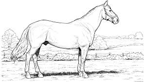 Stallions, mares, colts and more horse coloring pages and sheets to color. Horse In Field Coloring Pages Printable