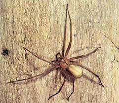 This spider is also called the violin responsible pest control services for spiders is included in the general pest control services. Pest Control Brown Recluse Archives Expert Pest Solutions