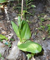 Image result for Holothrix longiflora